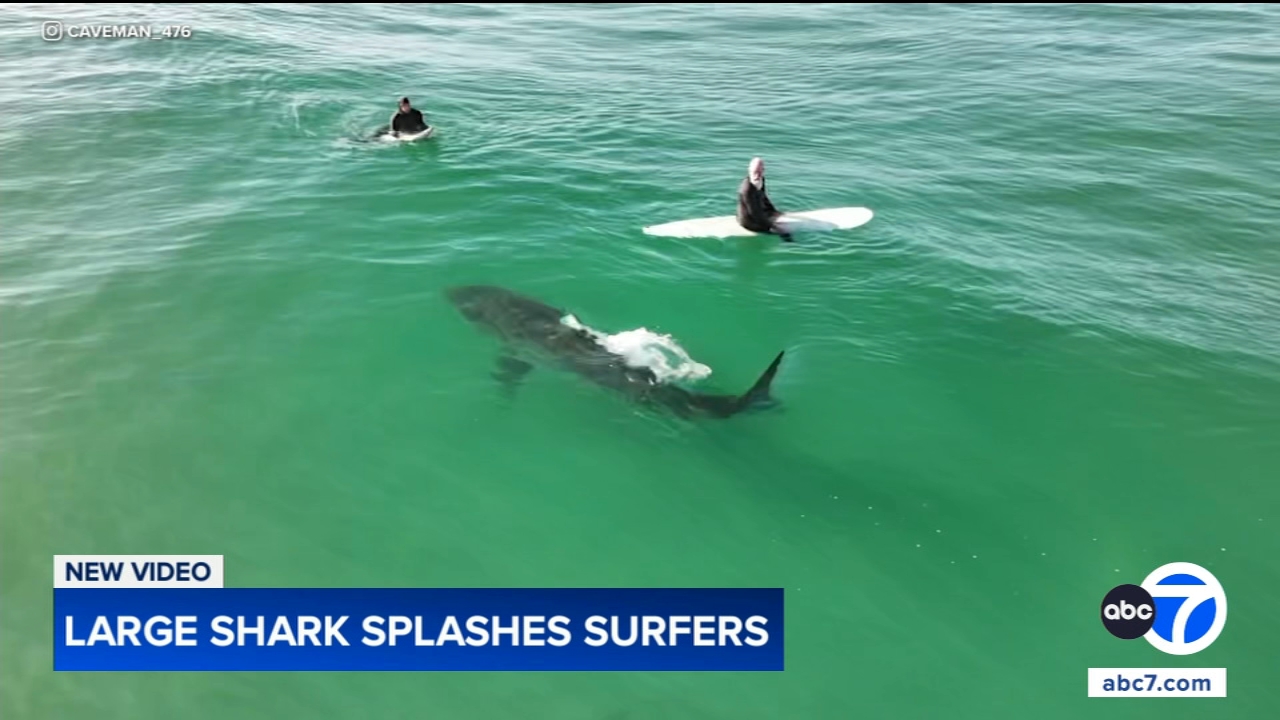 Shark swims near surfers, splashes one with its tail in close encounter off California coast, video shows
— Elmhurst Sports news